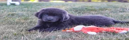 Newfoundland dogs for sale: King - Ad 6