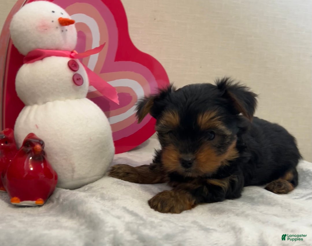 Yorkshire Terrier dogs for sale: Lance - Ad 3