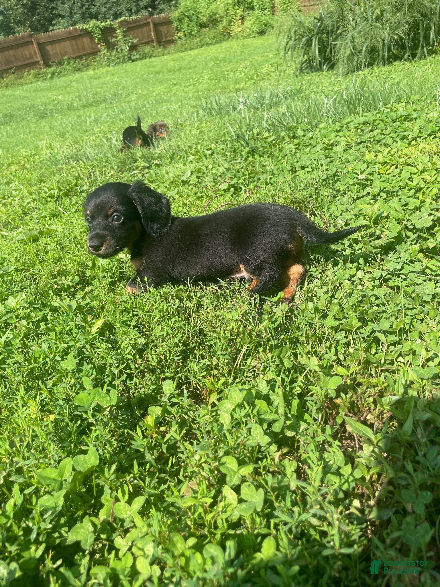 Miniature Dachshund dogs Kent  - Ad 2