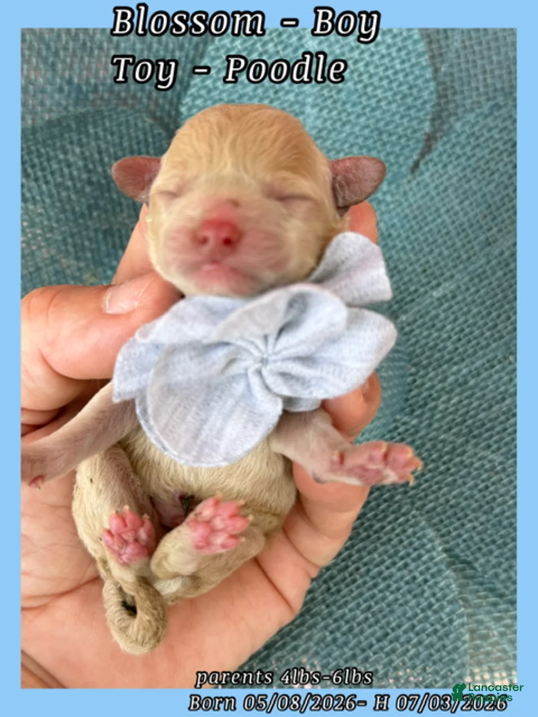 Toy Poodle dogs for sale: Blossom  - Ad 1