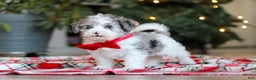 Yorkiepoo dogs for sale: Jayden - Ad 4
