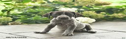 German Shorthaired Pointer dogs for sale: Dandy  - Ad 3