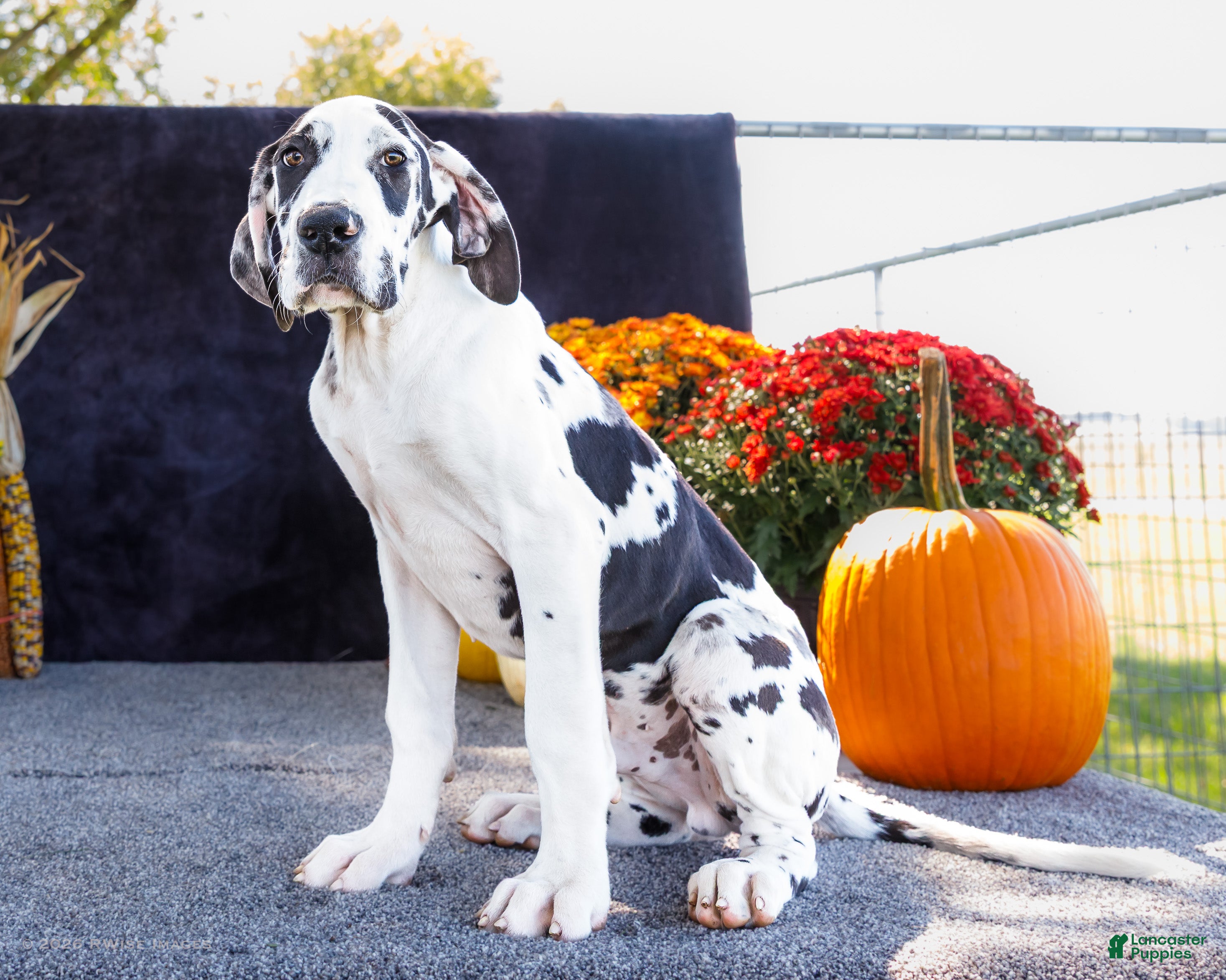 Great Dane dogs Chester - Ad 1