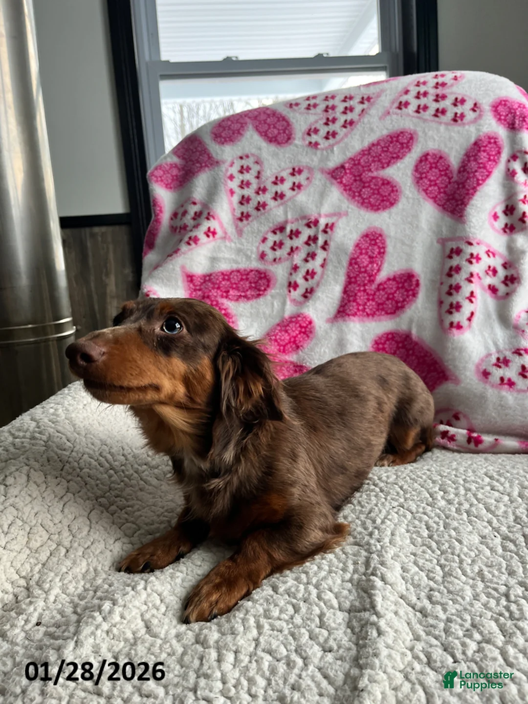 Miniature Dachshund dogs for sale: Sweet Rose - Ad 7