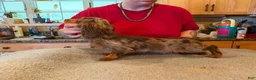 Miniature Dachshund dogs for sale: AKC Russian Ch line - Ad 8
