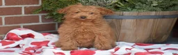 Toy Poodle dogs for sale: Narissa - Ad 1