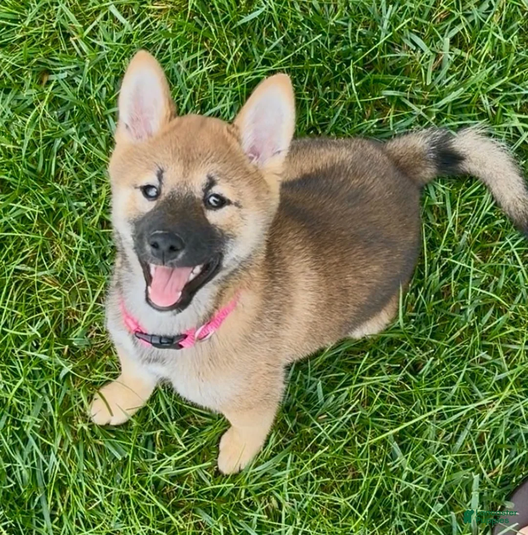 Shiba Inu dogs for sale: Shiba Inu 1 - Ad 2