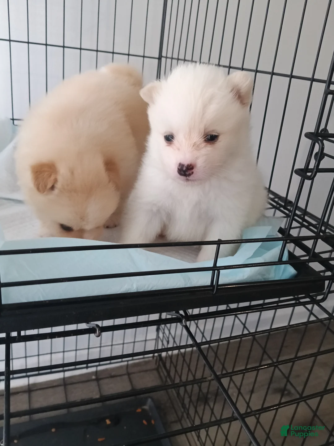 Pomeranian dogs for sale: Pomeranian Puppy 1 - Ad 2