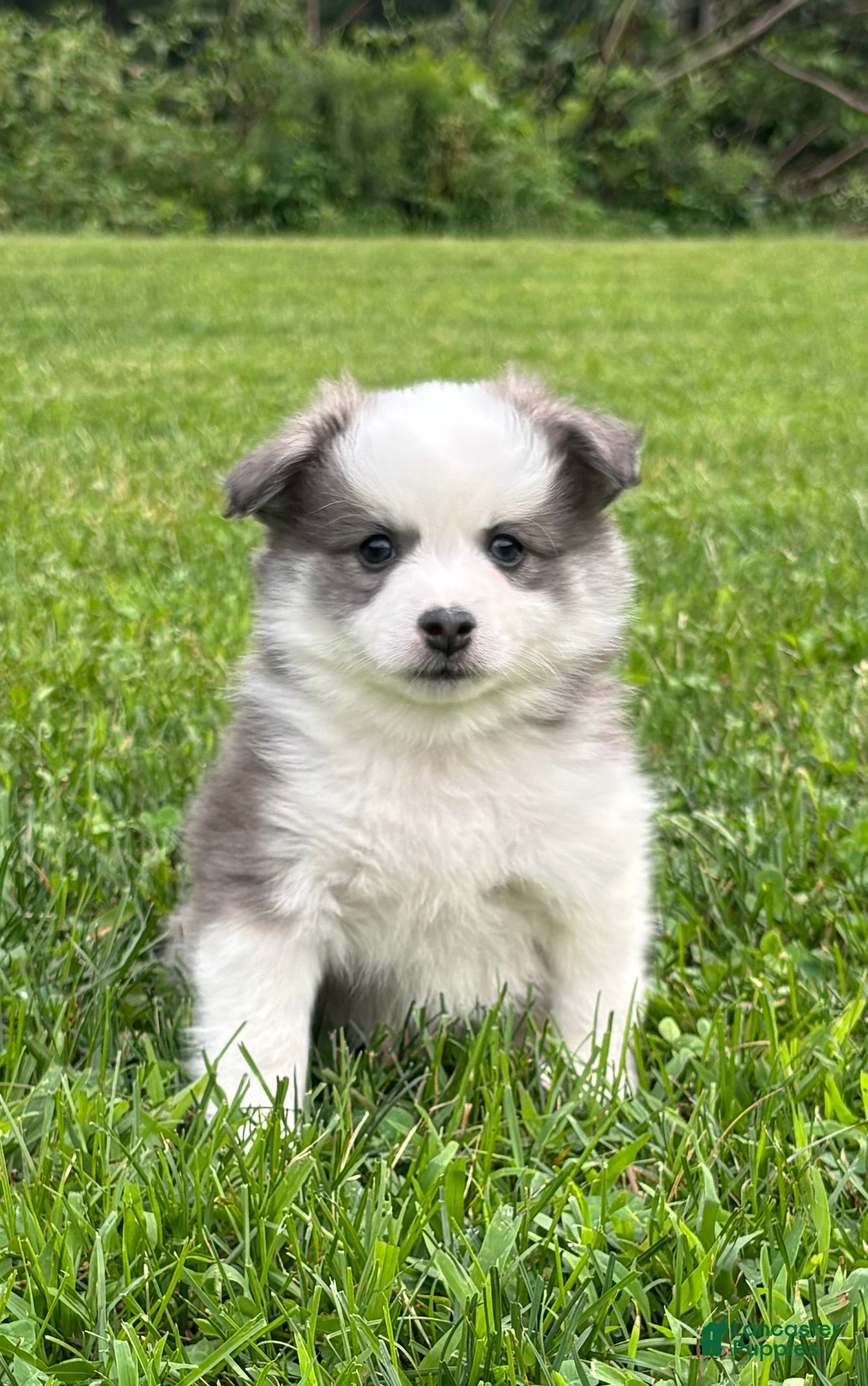 Pomsky dogs for sale: Pomsky 3 - Ad 36