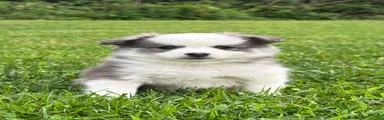 Pomsky 3