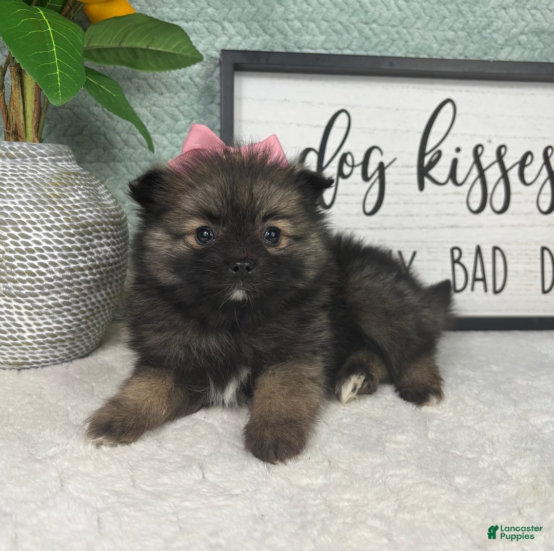 Pomeranian dogs for sale: Poppy - Ad 3