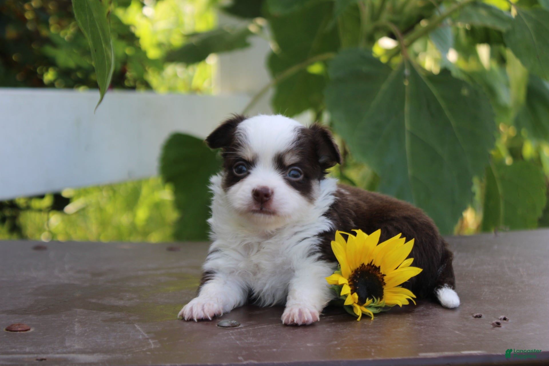 Chihuahua dogs Amos - Ad 9