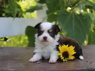 Chihuahua dogs Amos - Ad 2