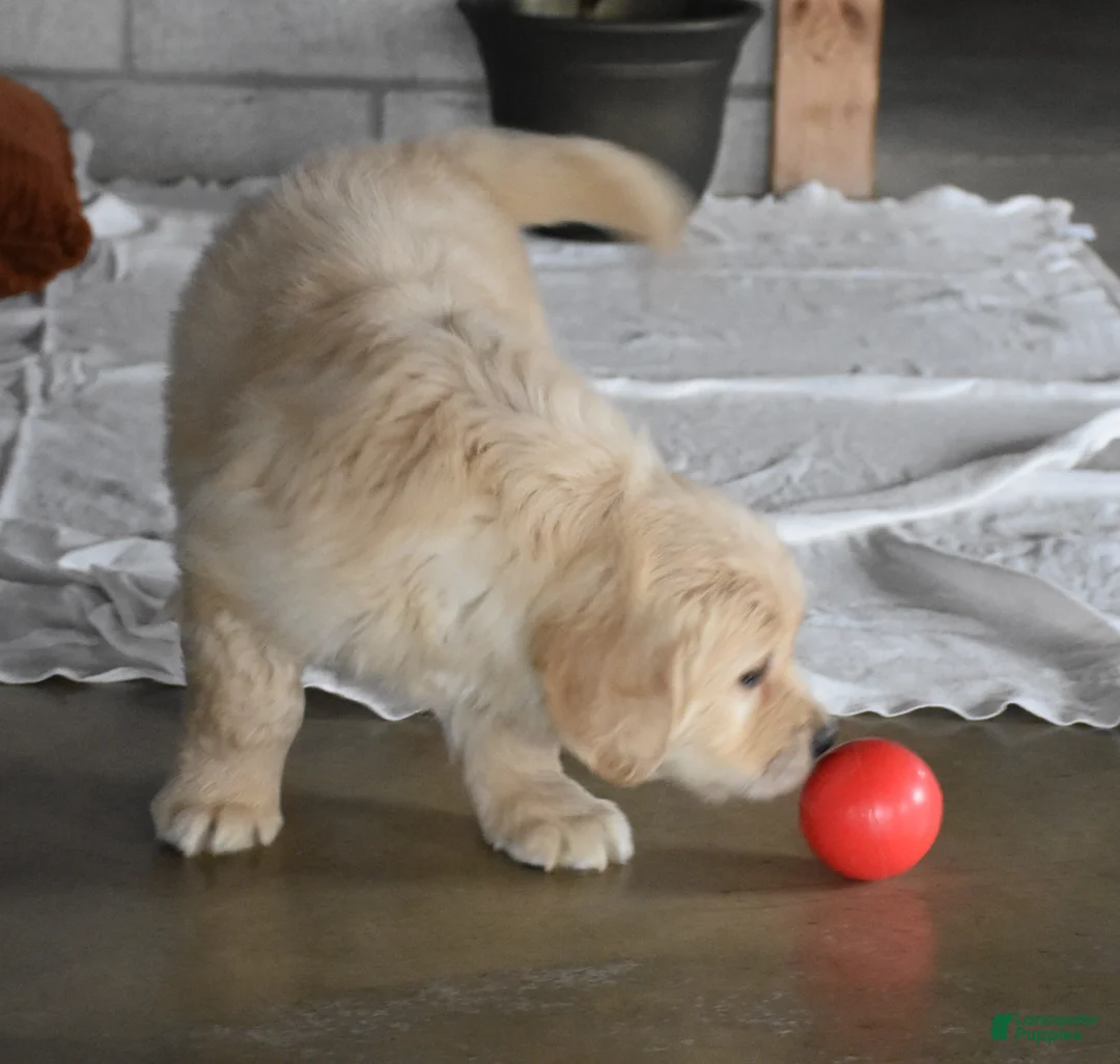 Golden Retriever dogs for sale: Harley  Genetic/OFA - Ad 5