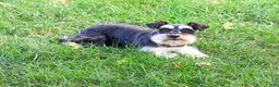 Miniature Schnauzer dogs for sale: Polly - Ad 3