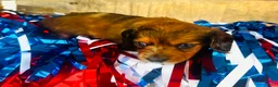 Miniature Dachshund dogs for sale: Dixie (Longhair) - Ad 11