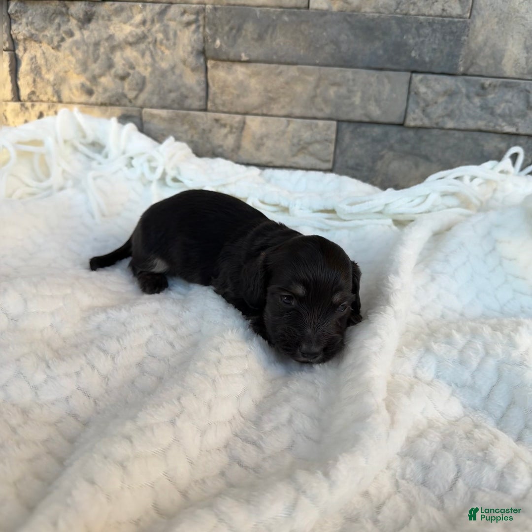 Miniature Dachshund dogs for sale: Duke - Ad 2