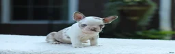 French Bulldog dogs for sale: Jewel - Ad 8