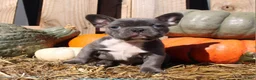 Mixed Breed dogs for sale: Theo - Ad 8