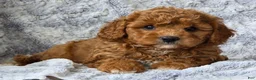 Cavapoo dogs for sale: Summer  - Ad 3