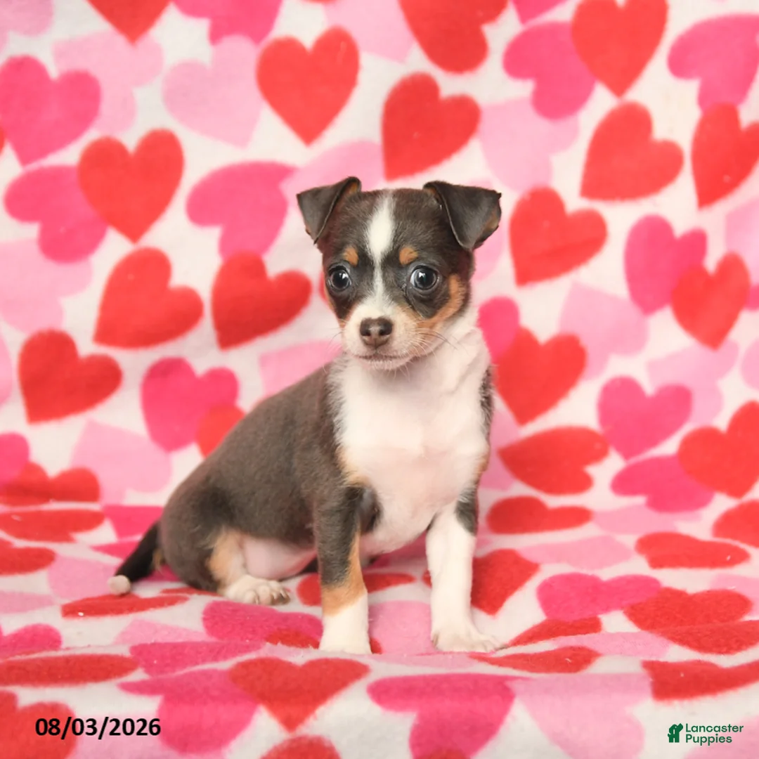 Chihuahua dogs for sale: Precious - Ad 2