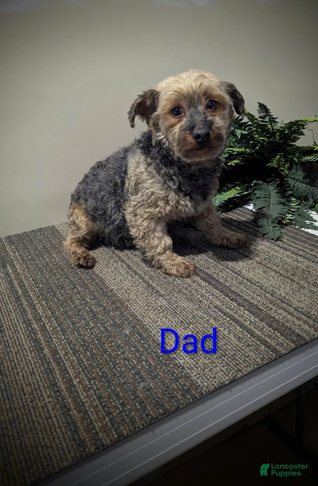 Yorkiepoo dogs for sale: Theo - Ad 11