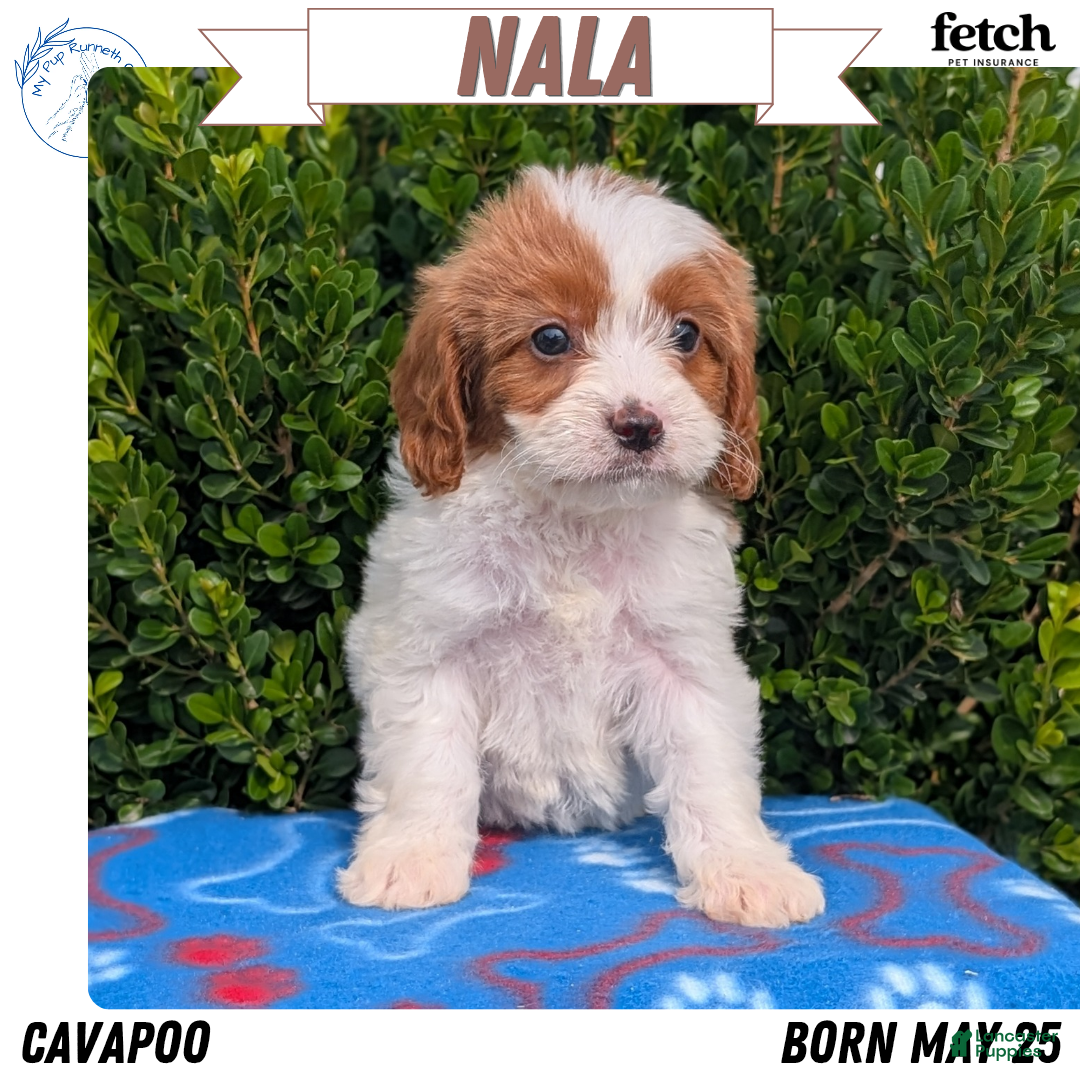 Cavapoo dogs for sale: Nala - Ad 3