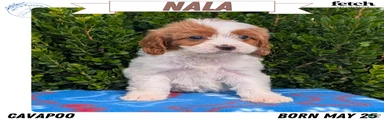 Nala