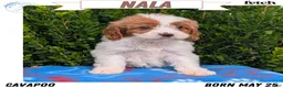 Cavapoo dogs for sale: Nala - Ad 1