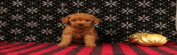 Miniature Poodle dogs for sale: Wonder - Ad 4
