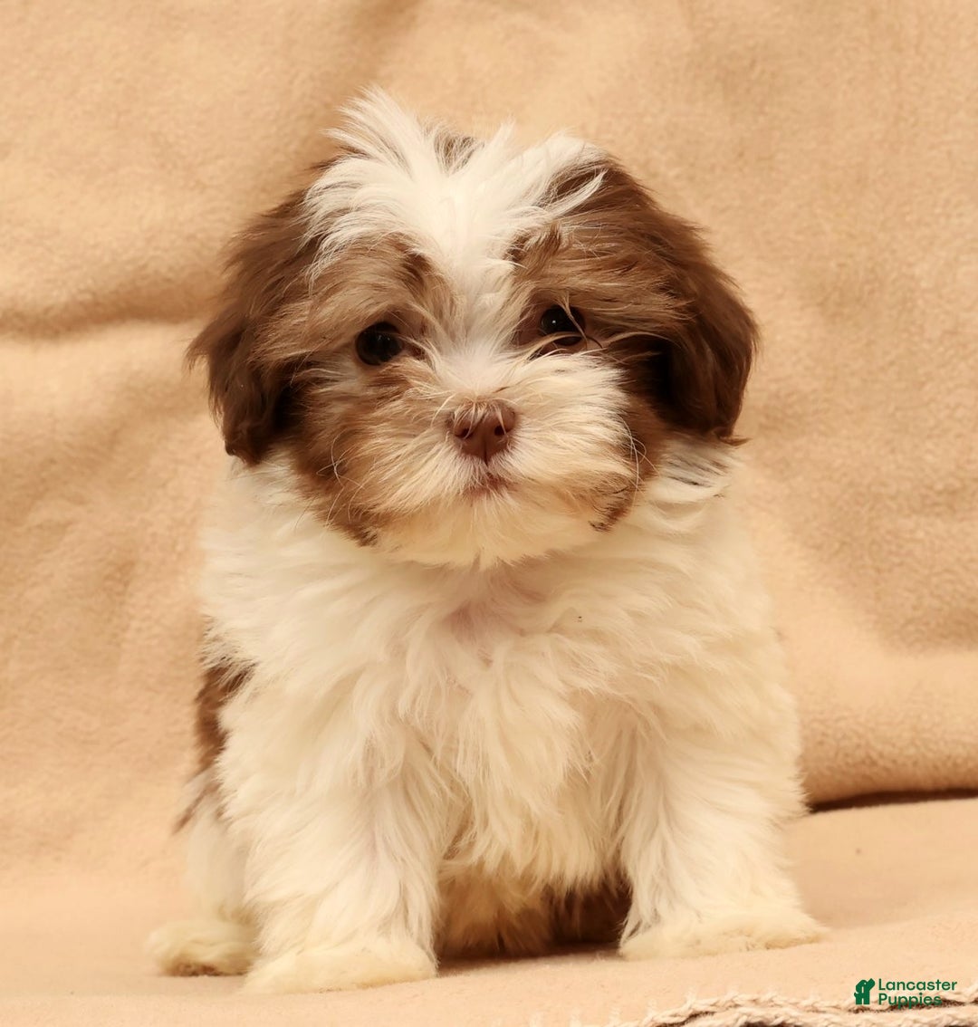Havanese dogs for sale: BJ - Ad 6