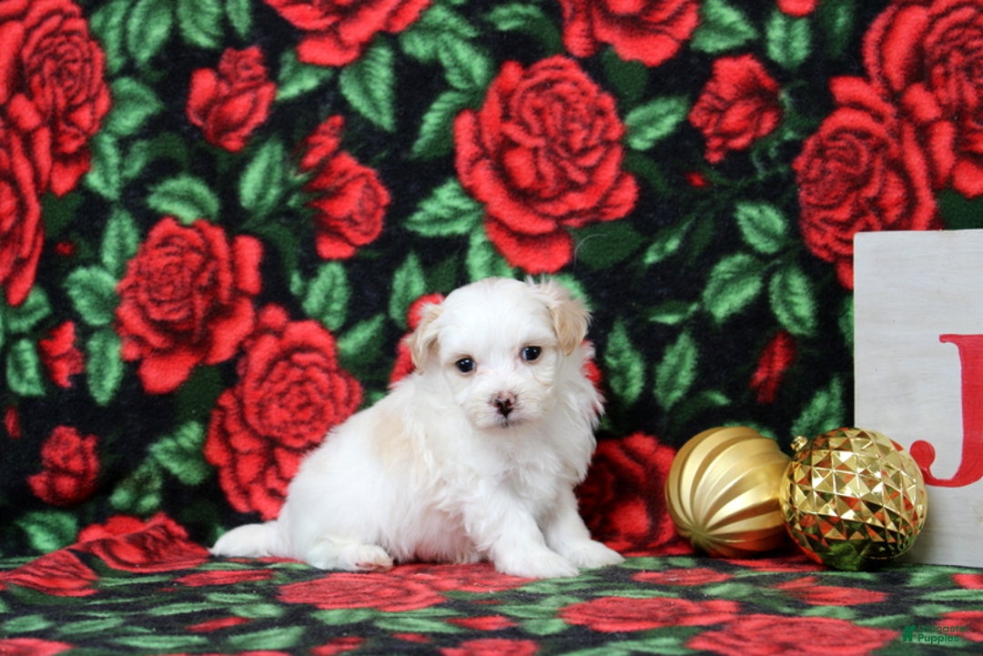 Maltipoo dogs for sale: Isaiah - Ad 1