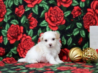 Maltipoo dogs Isaiah - Ad 25