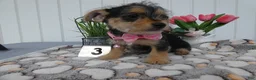 Chorkie dogs for sale: Chorkie 2 Polly - Ad 3