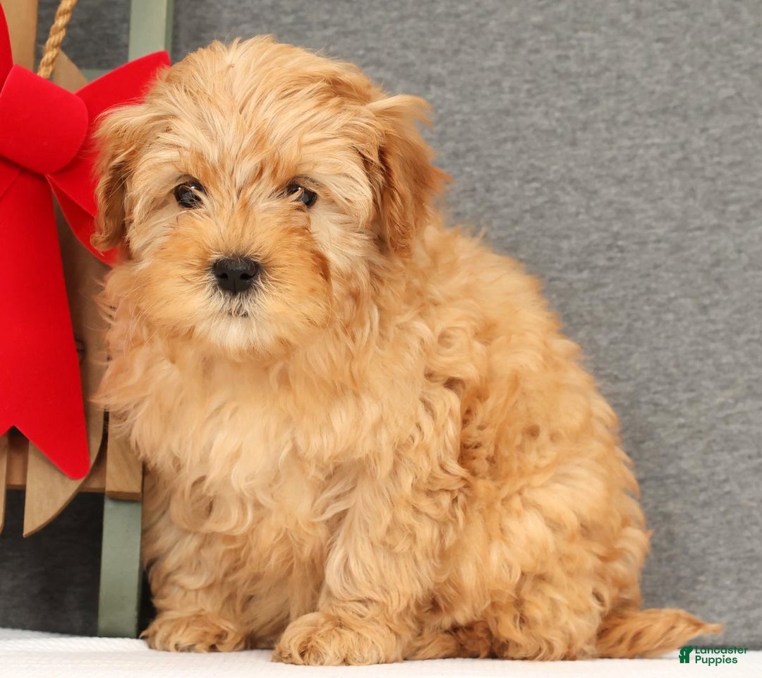 Mini Goldendoodle dogs for sale: Fairy - Ad 2
