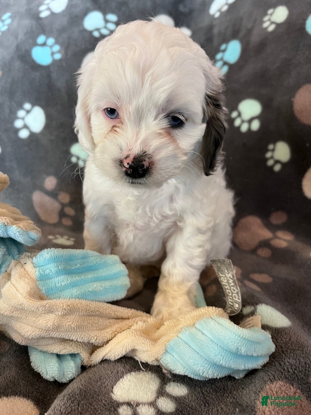 Cockapoo dogs for sale: Cockapoo Puppy 5 - Ad 9