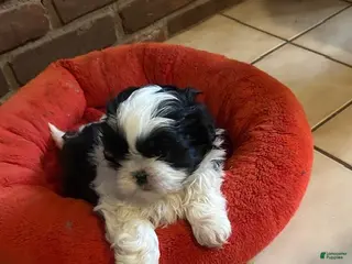 Shih Tzu dogs Shih Tzu Puppy 1 - Ad 20