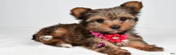 Yorkshire Terrier dogs for sale: Jana - Ad 1