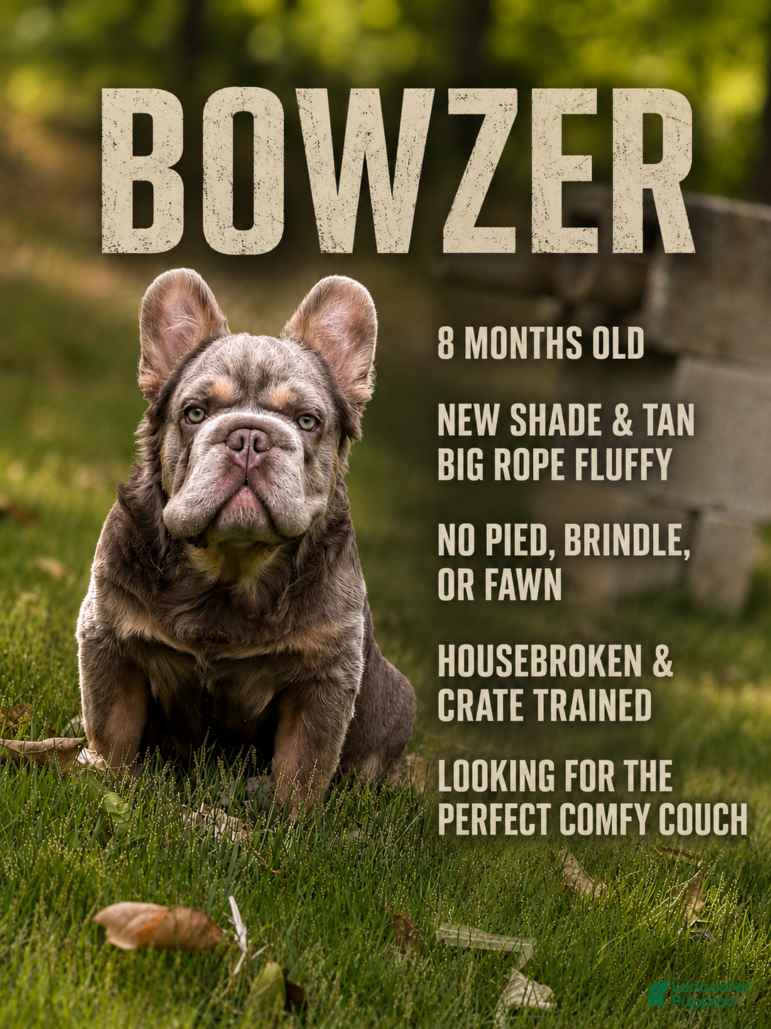 French Bulldog dogs Bowzer-New Shade & Tan Big Rope Fluffy - Ad 1