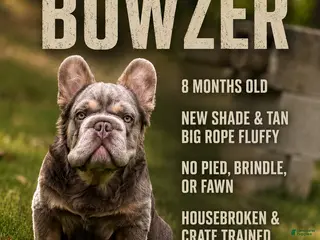 French Bulldog dogs for sale: Bowzer-New Shade & Tan Big Rope Fluffy - Ad 3