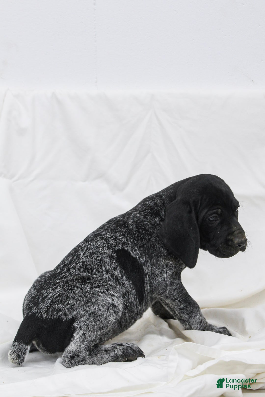 German Shorthaired Pointer dogs for sale: Remi - Ad 2