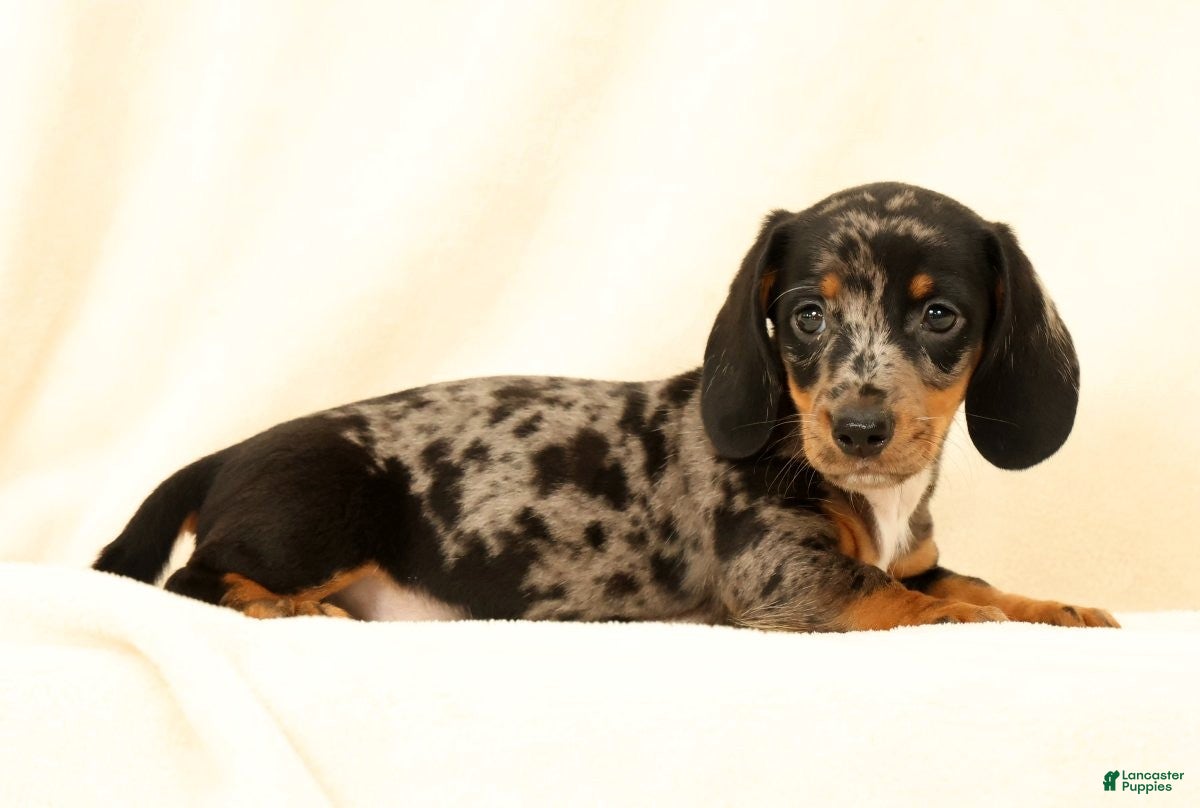 Miniature Dachshund dogs Lincoln - Ad 2