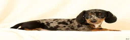 Miniature Dachshund dogs for sale: Lincoln - Ad 2