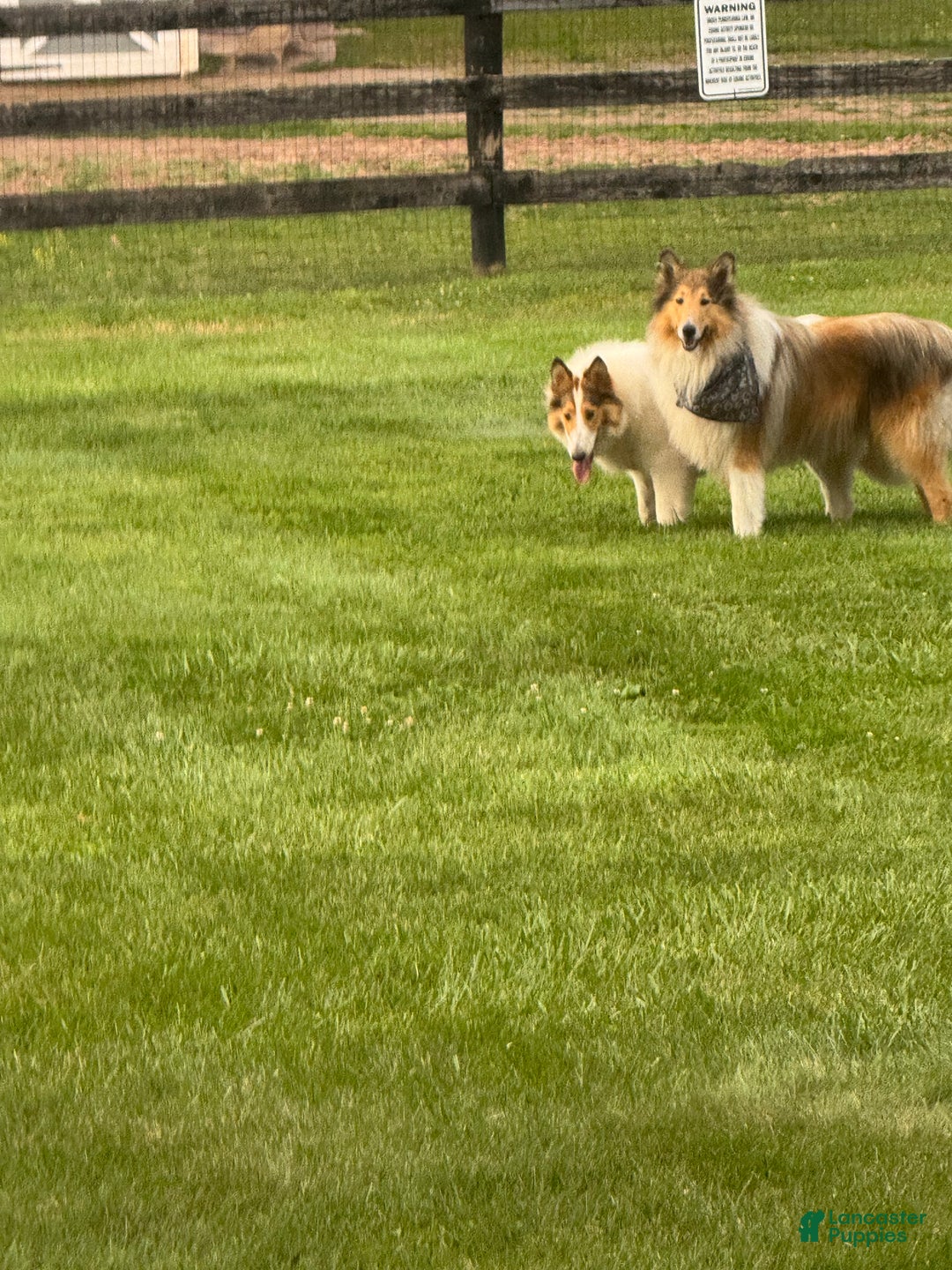 Collie dogs for sale: Collie Puppy 7 - Ad 8