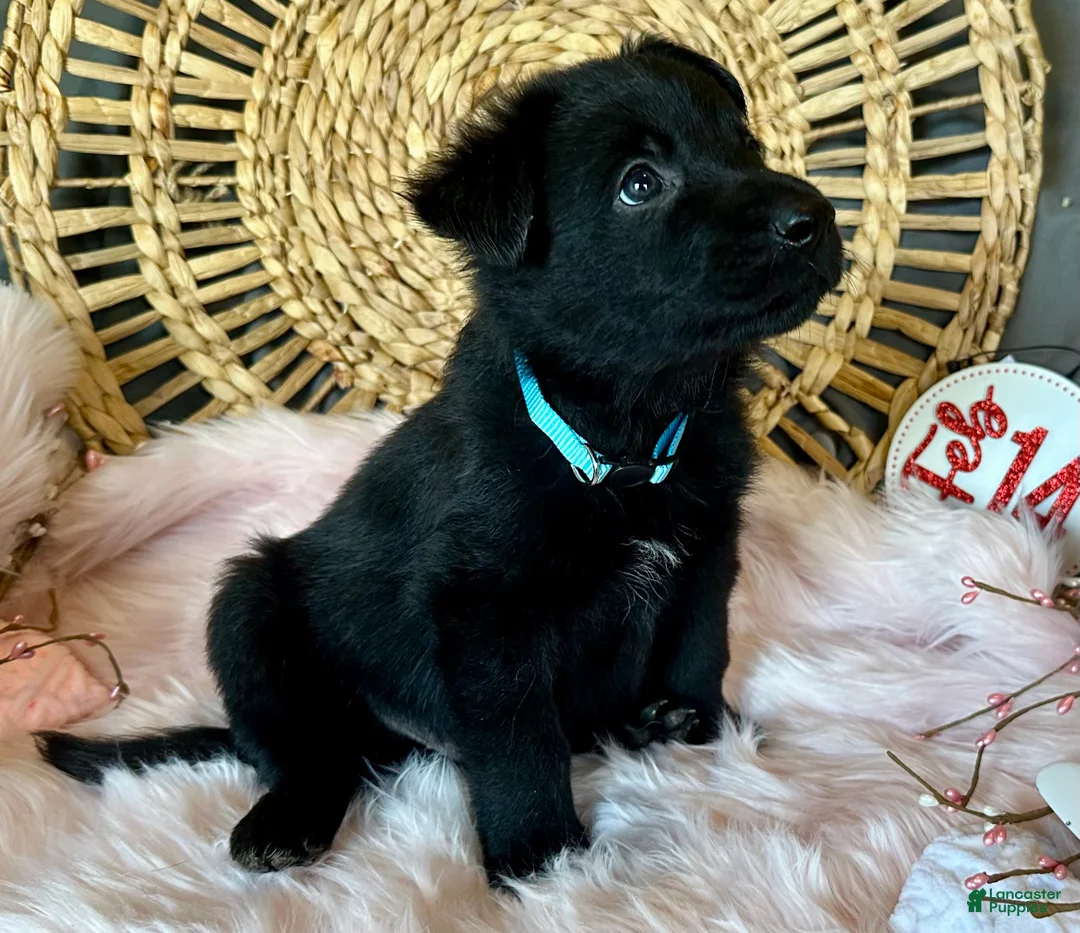 German Shepherd dogs for sale: Clover - Ad 10