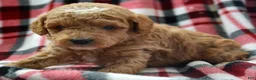 Mini Goldendoodle dogs for sale: Mini Goldendoodle Daphne - Ad 3