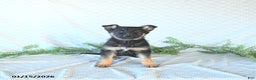 German Shepherd dogs for sale: Bailey - Ad 3
