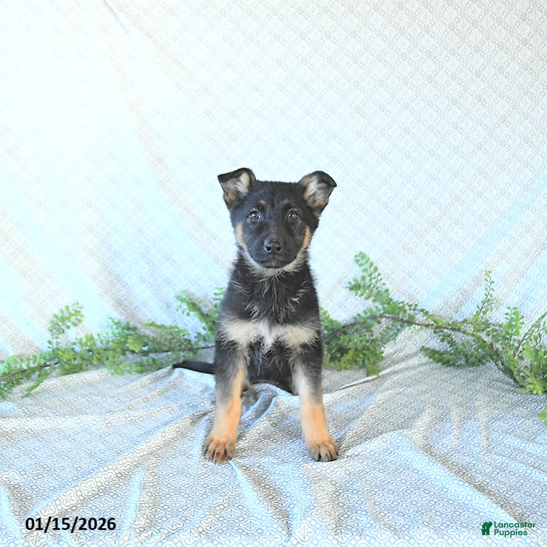 German Shepherd dogs for sale: Bailey - Ad 3