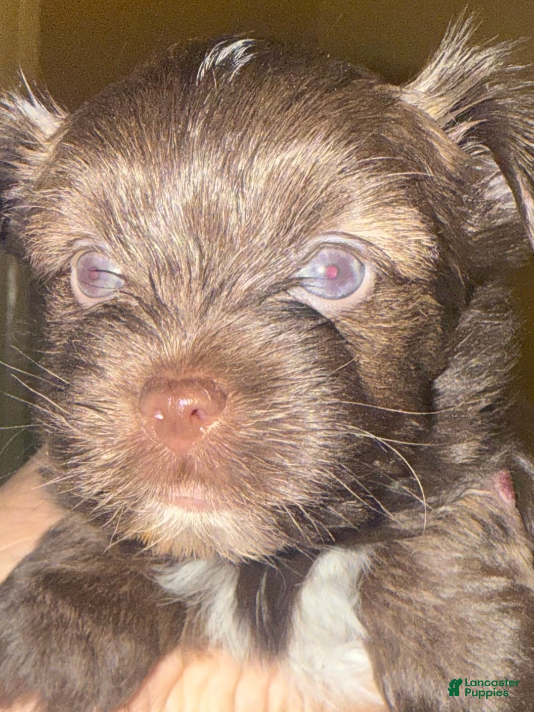 Yorkshire Terrier dogs for sale: Snickers  - Ad 4