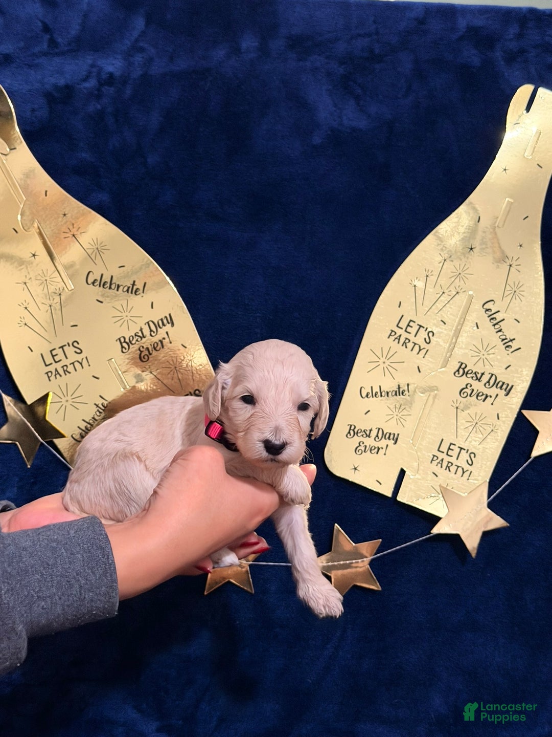 Goldendoodle dogs for sale: Goldendoodle Puppy 8 - Ad 1